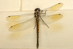 Hemicordulia australiae