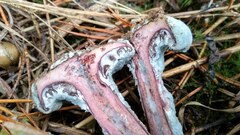 Penicillium