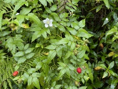 Rubus rosifolius