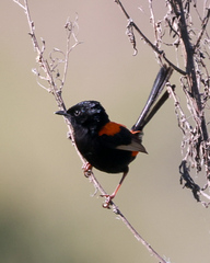 Malurus melanocephalus
