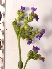 Anchusa capensis