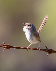 Malurus melanocephalus