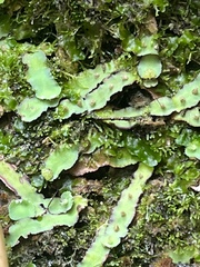 Plagiochasma rupestre