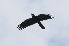 Calyptorhynchus banksii