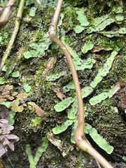 Plagiochasma rupestre