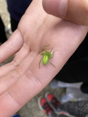 Micrommata virescens