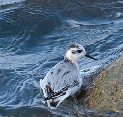 Phalaropus fulicarius