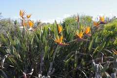 Strelitzia reginae