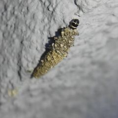 Tineinae