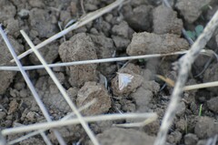 Microtheoris ophionalis