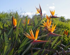 Strelitzia reginae