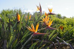 Strelitzia reginae