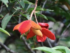 Sterculia lanceolata