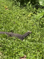 Varanus nebulosus