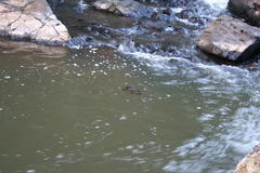 Ornithorhynchus anatinus