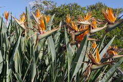Strelitzia reginae