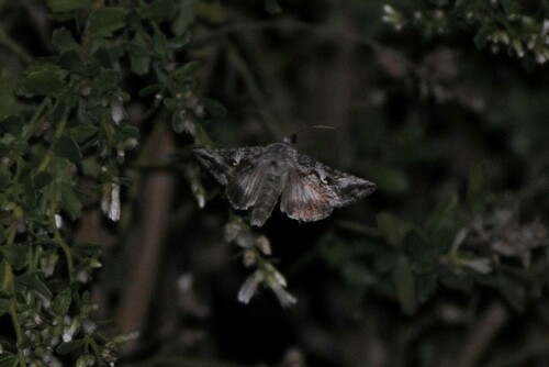 Alfalfa Looper photo 3
