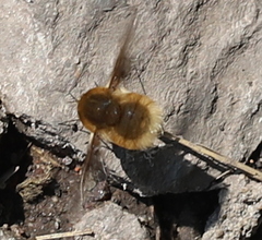 Bombylius