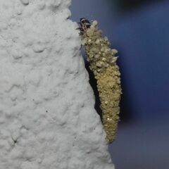 Tineinae