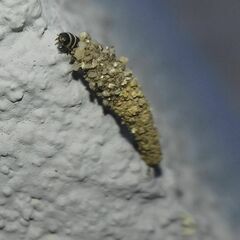 Tineinae