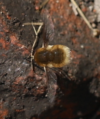 Bombylius