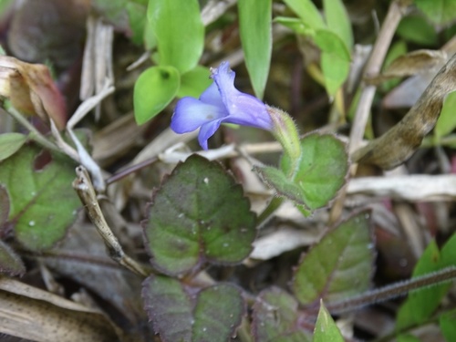 Torenia benthamiana