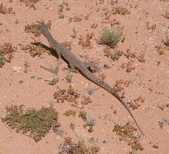 Varanus gouldii