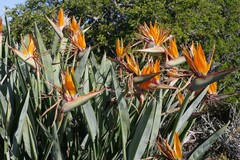 Strelitzia reginae
