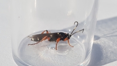 Ichneumon promissorius