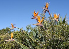 Strelitzia reginae