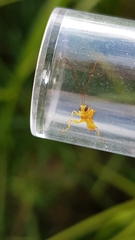 Xanthopimpla rhopaloceros