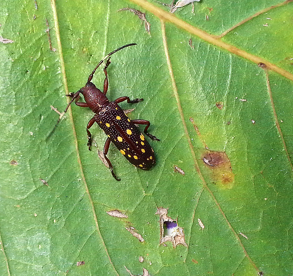 Pathteya Insect Apomecyna from Upper Sichey, Gangtok, Sikkim, India on June 1, 2014 at ...