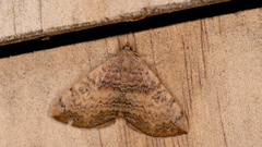 Chrysolarentia mecynata