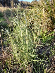 Senecio quadridentatus