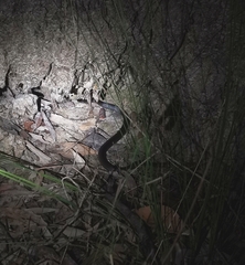 Cryptophis nigrescens