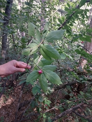 Euonymus latifolius