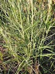 Senecio quadridentatus