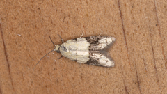 Tracholena sulfurosa