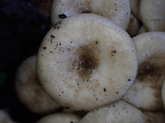 Lentinus squarrosulus