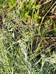 Senecio quadridentatus