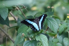 Papilionidae