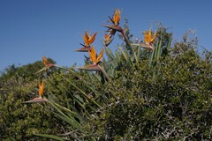 Strelitzia reginae