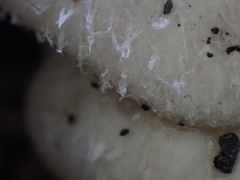 Lentinus squarrosulus