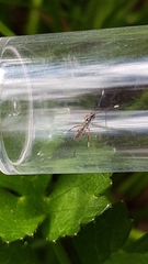 Glabridorsum stokesii