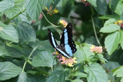 Papilionidae