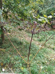 Heracleum sphondylium