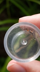 Glabridorsum stokesii