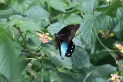 Papilionidae