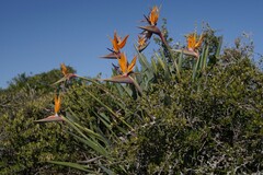 Strelitzia reginae