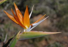 Strelitzia reginae